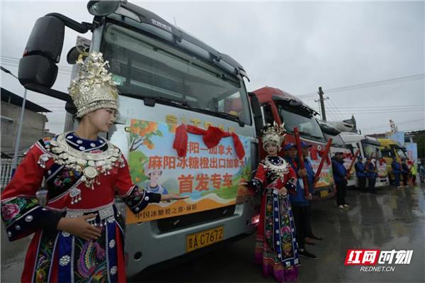 “一颗好橙·长寿之源”2024年世界长寿乡麻阳冰糖橙采摘季正式开幕