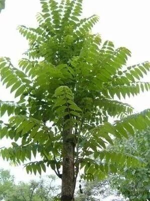 _IBK_3.jpg 韩记明:春日有感