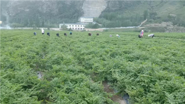 _IBK_图片2.png 品牌赋能道地药材 甘肃临潭擦亮生态当归名片 激活“两山转化”新动能