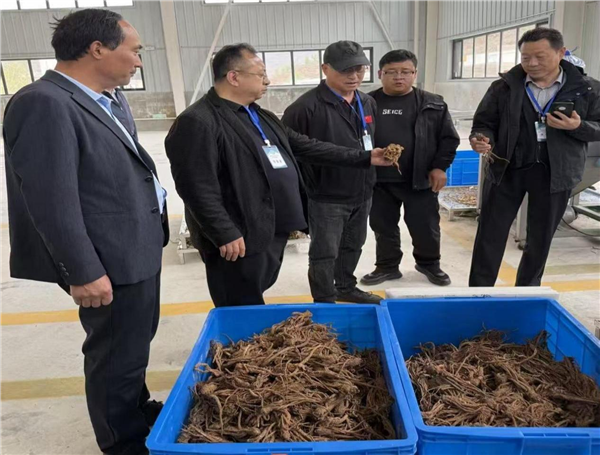 _IBK_图片4.png 品牌赋能道地药材 甘肃临潭擦亮生态当归名片 激活“两山转化”新动能