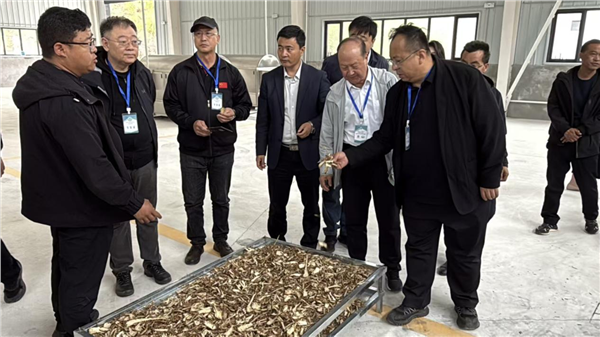 _IBK_图片3.png 品牌赋能道地药材 甘肃临潭擦亮生态当归名片 激活“两山转化”新动能