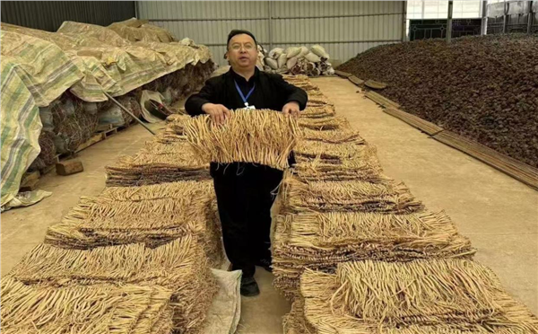_IBK_图片6.png 品牌赋能道地药材 甘肃临潭擦亮生态当归名片 激活“两山转化”新动能