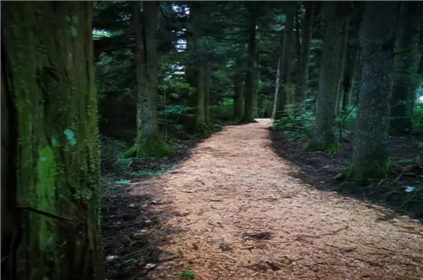 _IBK_2.png “健康中国工程自然与健康森林疗康养基地共建项目” 启动实施